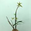 Dendrobium moniliforme Ryokuho 
